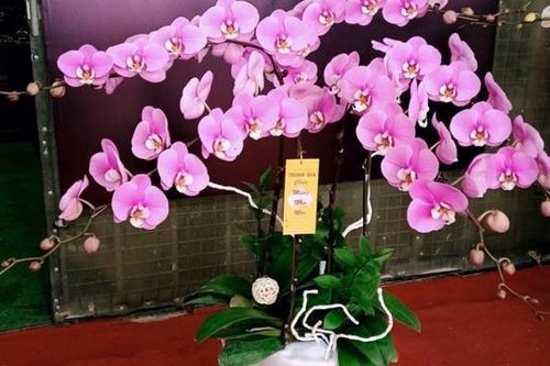 Lan Đông La đua sắc đón xuân!
