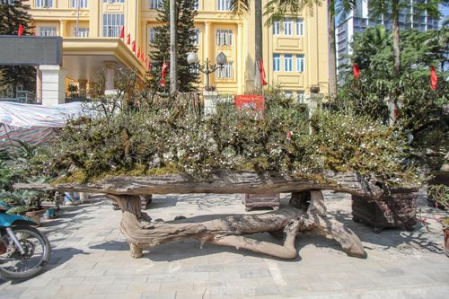 Độc đáo nhất chi mai 'thế rồng' có giá hơn 200 triệu xuống phố Hà Nội