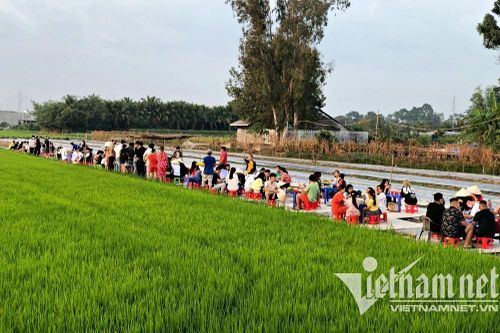 Quán ăn nằm 'trần trụi' giữa đồng lúa, khách vượt hơn 100 km tới thưởng thức món 'lạ'