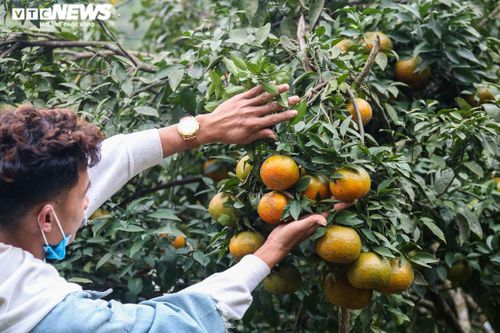 'Thủ phủ' cam bù rộn ràng vào vụ Tết