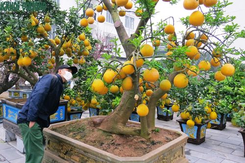 Cây cảnh độc lạ giá hàng chục triều đồng phục vụ Tết