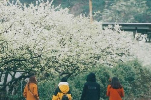 Đến Mộc Châu, ngắm thiên đường hoa mận trắng
