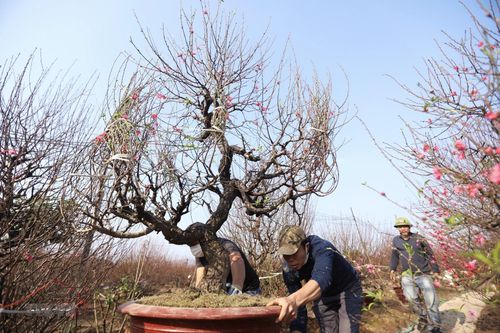 Tết sớm về trên làng trồng đào truyền thống Nhật Tân