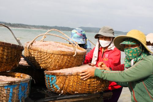 Ngư dân Quảng Ngãi trúng đậm mùa ruốc cuối năm