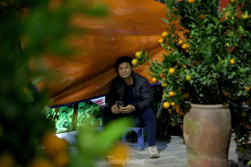 Người dân dựng lều, thức trắng đêm trông đào, quất trên vỉa hè Hà Nội