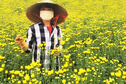 Làng K'Răng Gọ lập kỷ lục về bán hoa Tết
