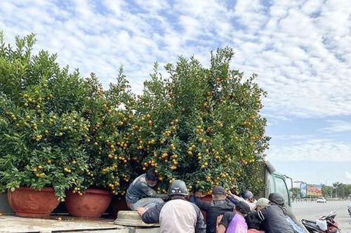 Đà Nẵng: Đào, quất Tết 'đổ bộ' chờ khách