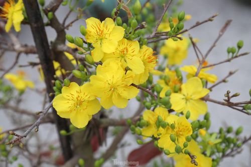 Mai vàng, đào bung nở 'đổ bộ' xuống phố chào Tết