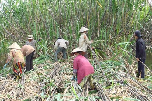 Phân chia lợi nhuận bất hợp lý trong chuỗi sản xuất mía đường