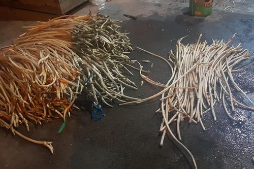 TPHCM: Phát hiện cơ sở dùng hóa chất tẩy trắng ngó sen, cung cấp cho chợ đầu mối