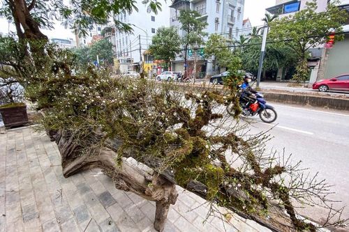 Độc đáo nhất chi mai mọc trên thuyền độc mộc