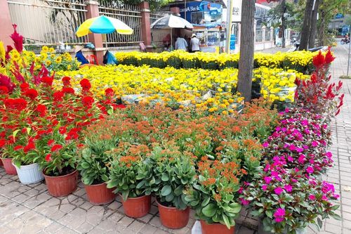 Mai vàng, hoa Tết 'đổ bộ' về phố Cần Thơ