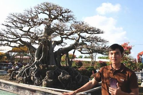 Nhà vườn Phú Quốc trưng bán bonsai hiếm, giá lên đến 1 tỷ đồng