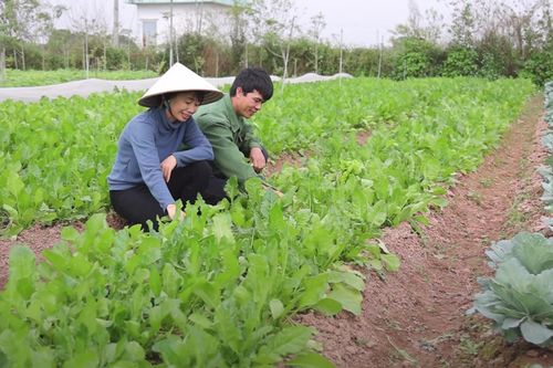 Vợ chồng tiến sĩ nông nghiệp bỏ phố về quê trồng rau hữu cơ