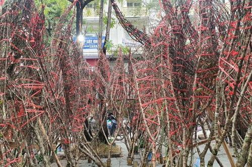 Đường phố Hà Nội ngập tràn sắc hoa đón Tết