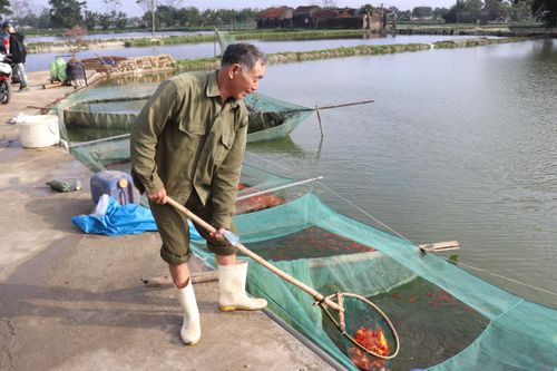 Giá cá chép vàng tăng gấp đôi, nông dân Thanh Hóa thu lãi cả trăm triệu đồng
