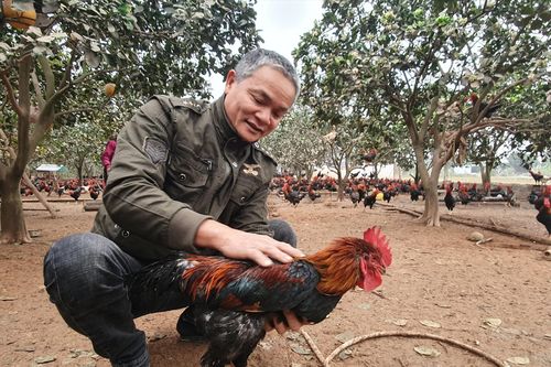 Kỹ nghệ chăn gà 'tiến vua'