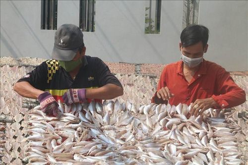 Làng làm khô, mắm Vàm Láng vào mùa