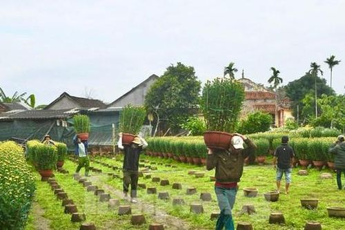Thủ phủ hoa cúc miền Trung 'cháy hàng' trước thềm Tết Nguyên đán