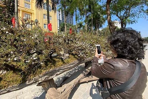Bậc nhất chợ hoa Tết: Choáng với chậu mai trắng 'cửu long quy tụ'