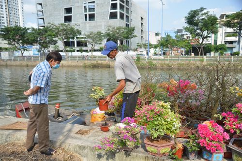 Hoa Tết khoe sắc trên đường phố TP Hồ Chí Minh