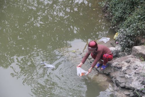 Cá chép ông Công ông Táo vừa thả, người chích điện đã chờ sẵn
