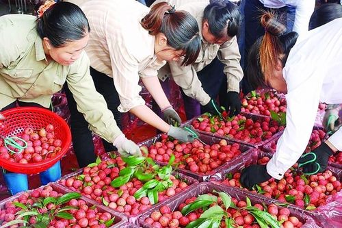 Năm 2021: Thương mại Việt Nam – Trung Quốc tăng gần 25%