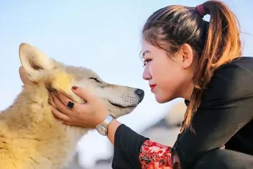 Vô tình cứu sói mẹ mang thai, 1 năm sau, thái độ của bầy sói khiến cô gái bất ngờ
