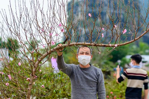 Tiểu thương ồ ạt đưa đào về Hạ Long bán Tết