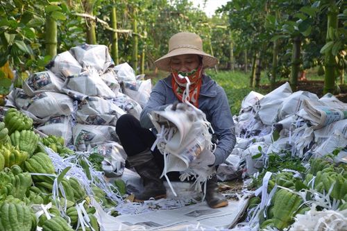 Người trồng phật thủ bội thu
