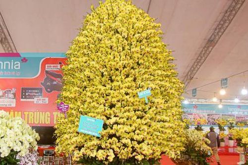 Cận cảnh chậu lan hồ điệp khổng lồ gần 1 tỷ đồng chờ người mua