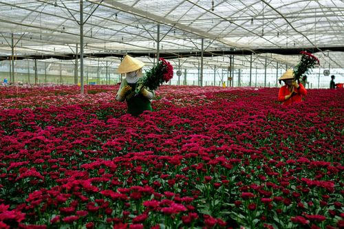 Giá hoa Đà Lạt tăng mạnh dịp cận Tết