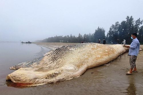 Xác cá voi nặng khoảng 10 tấn dạt vào bờ biển Thanh Hóa