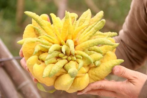 Loại quả người Việt chỉ cúng không ăn, giá tính theo 'ngón' siêu lạ