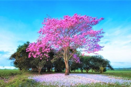 Thiên nhiên dưới ống kính 'nhiếp ảnh gia của năm' John Kimwell Laluma