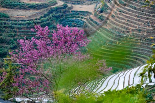 Đào rừng bung nở, khoe sắc trên Mù Cang Chải