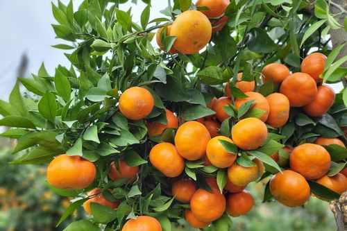 Cam, bưởi được mùa trúng giá vụ Tết, nông dân Bắc Giang thu lãi tiền tỷ