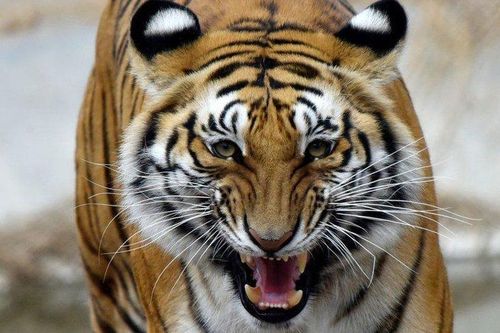 Đại sứ quán Anh: Tết con hổ, hãy nói không với cao hổ cốt
