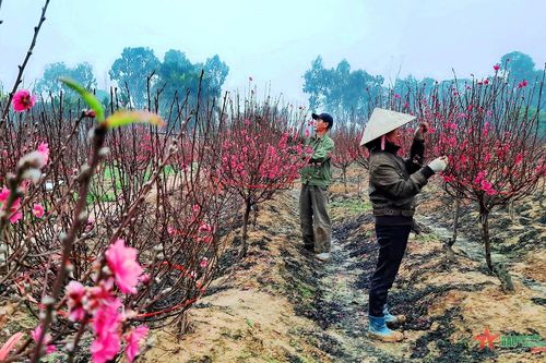 Làng hoa ven đô tất bật vào xuân