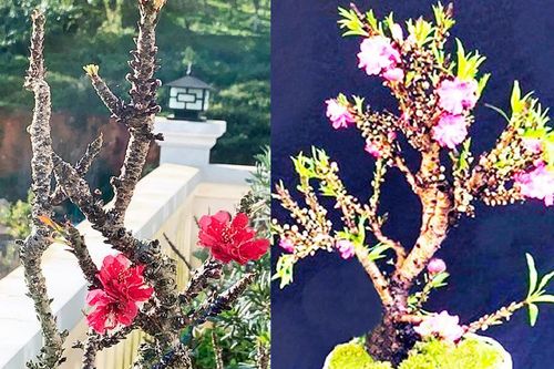 Dịp Tết, nhiều loại hoa Trung Quốc mượn danh, đội lốt hoa quý hiếm Đà Lạt