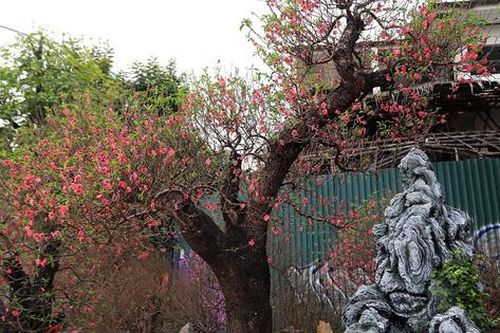 Cận Tết Nguyên đán, đào cổ thụ vẫn ê hề vỉa hè, giá sốc không tưởng
