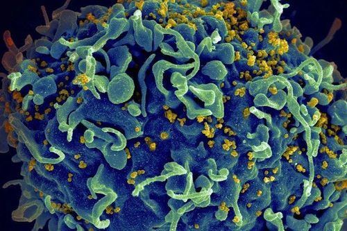 Phát hiện mới về thuốc chữa HIV