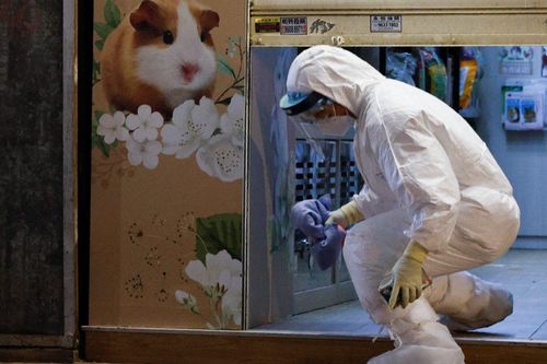 Hồng Kông: Tìm thấy bằng chứng cho thấy chuột hamster lây COVID-19 sang người