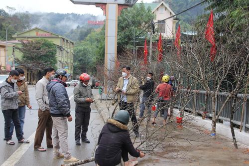 Đào đá khan hiếm, thương lái bỏ hàng chục triệu vẫn không có hàng mua