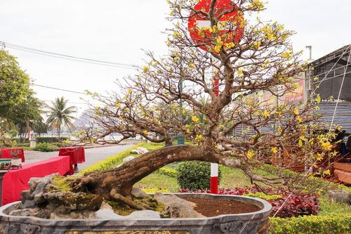 Lão nông ở Quảng Bình đổi đời từ thú chơi cây cảnh
