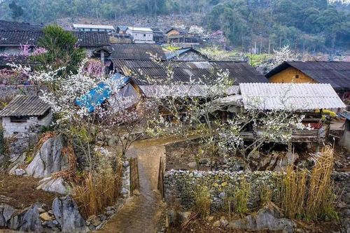 Sắc xuân trên miền đá Hà Giang