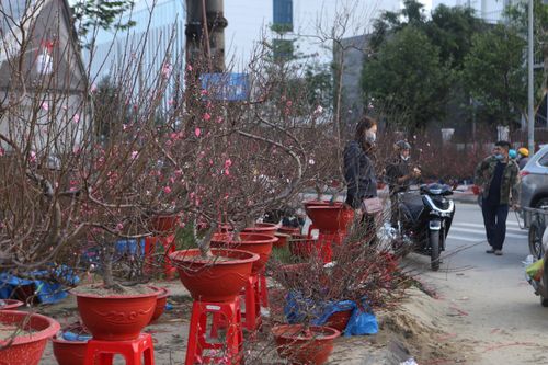 Đua nhau hạ giá, hoa, quất ở Nha Trang - Hà Tĩnh vẫn ế ẩm ngày cận Tết