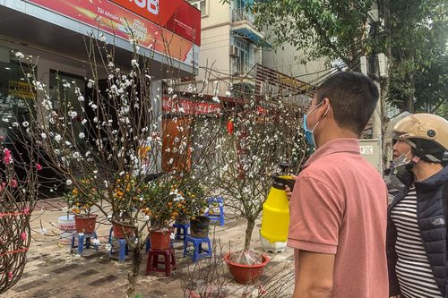 Săn đào cánh trắng hiếm có, bạc triệu trên phố phường Thủ đô dịp Tết