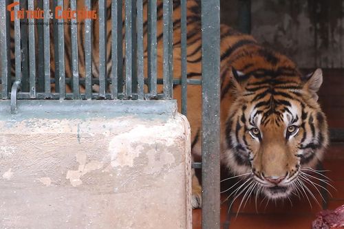 Nơi nuôi dưỡng những 'chúa sơn lâm' may mắn thoát nạn buôn lậu