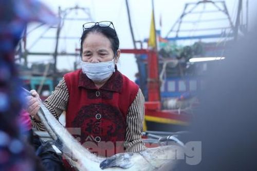 Cảng cá lớn nhất Hà Tĩnh trúng đậm ngày cuối năm